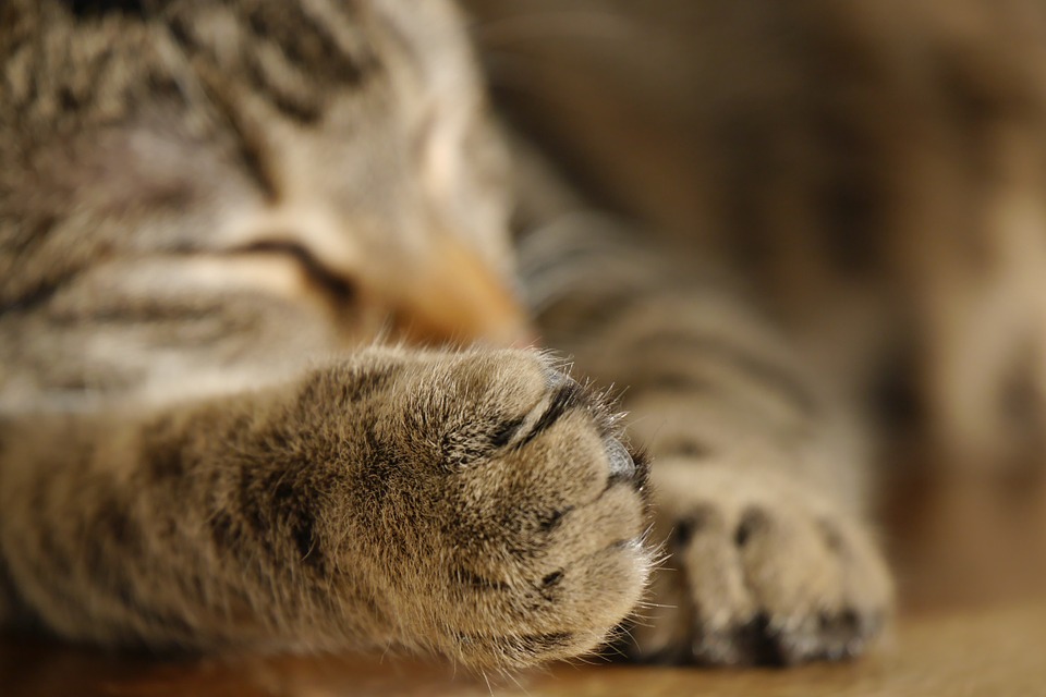 Proving Discrimination Under the Cat  s Paw  Theory The 